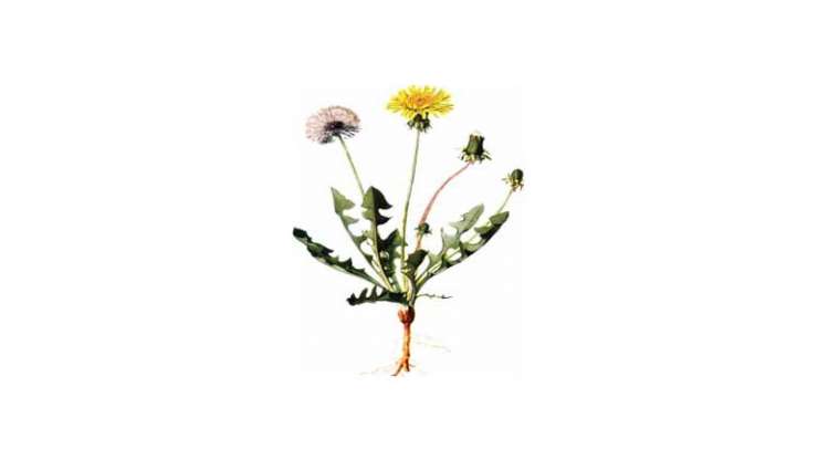 ГЛУВАРЧЕ (Taraxacum officinalе)