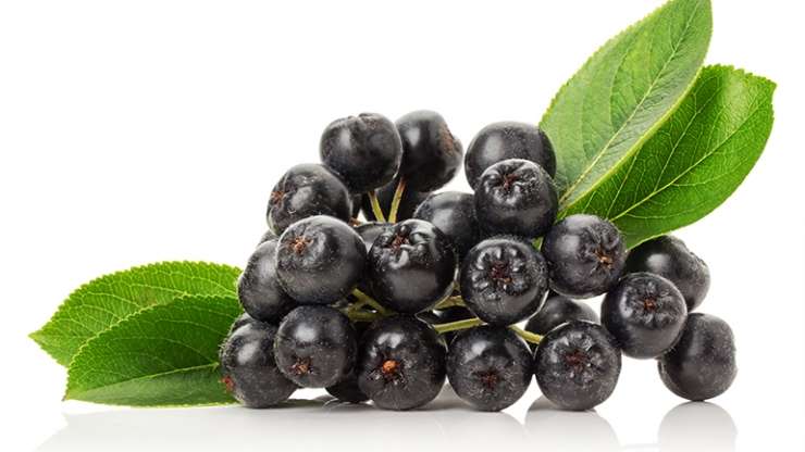 ARONIA -gjithçka në një