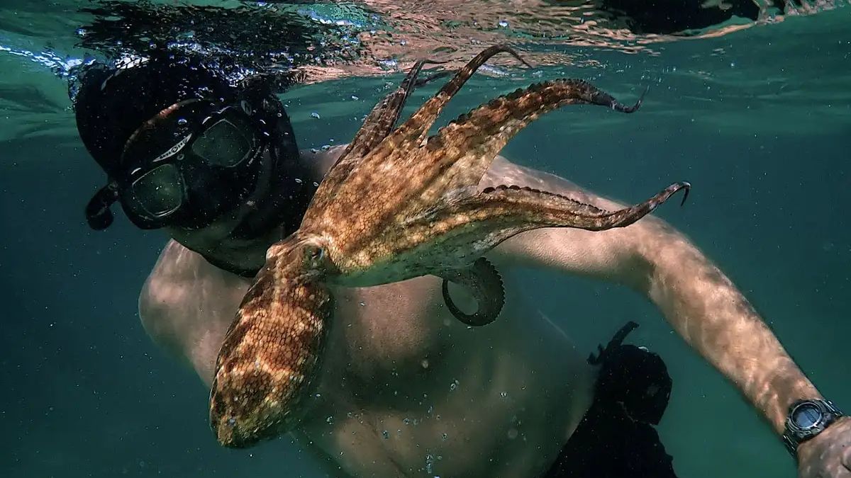 Што во слободно време? My Octopus Teacher, документарен филм