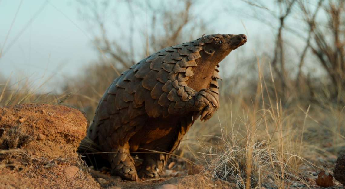 Што во слободно време? Pangolin: Kulu’s Journey, ДОКУМЕНТАРЕН ФИЛМ