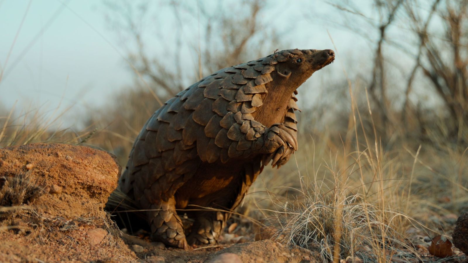 Çfarë në kohën e lirë? Pangolin: Kulu’s Journey, FILM DOKUMENTAR